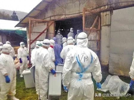 日本流感疫情爆发：现状、病毒类型、传播原因及防控措施