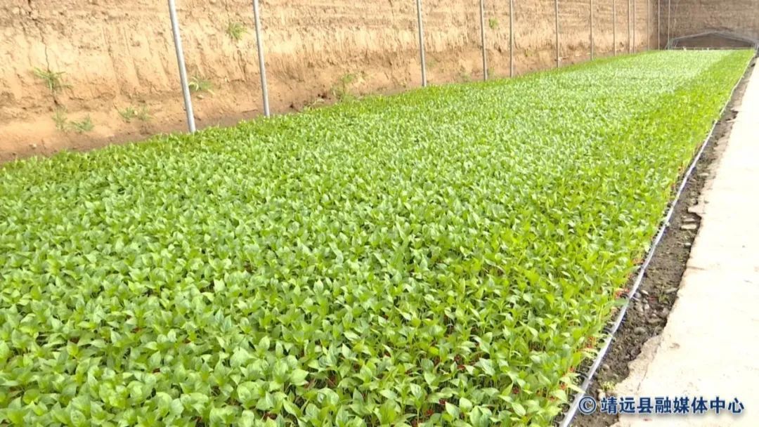 甘肃各县区落实疫情防控措施，推进生产生活、复学复课有序进行