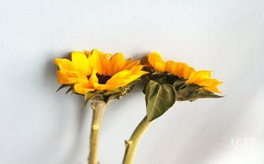 违反单双号限行及违法载人的处罚标准与相关法规