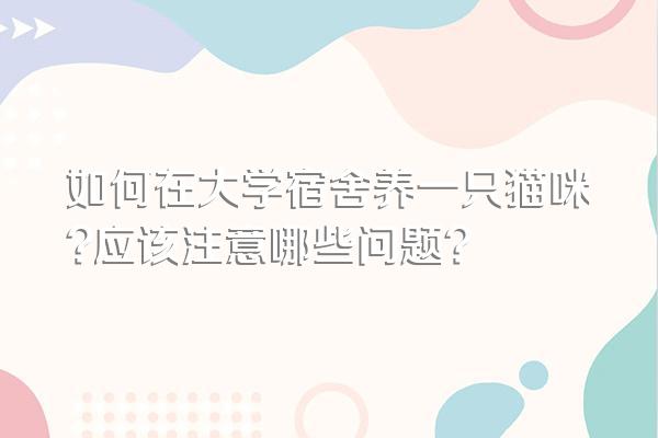大学宿舍养猫必知!气味、空间、安全及护理要点全在这了
