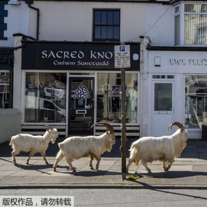 疫情隔离下人类被困,动物上街,这一幕值得反思